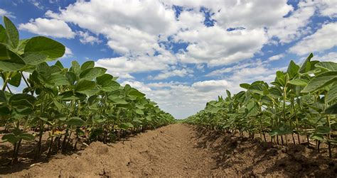  Watershed: A Story of Change and Resilience - Ein bewegendes Porträt der brasilianischen Landwirtschaft